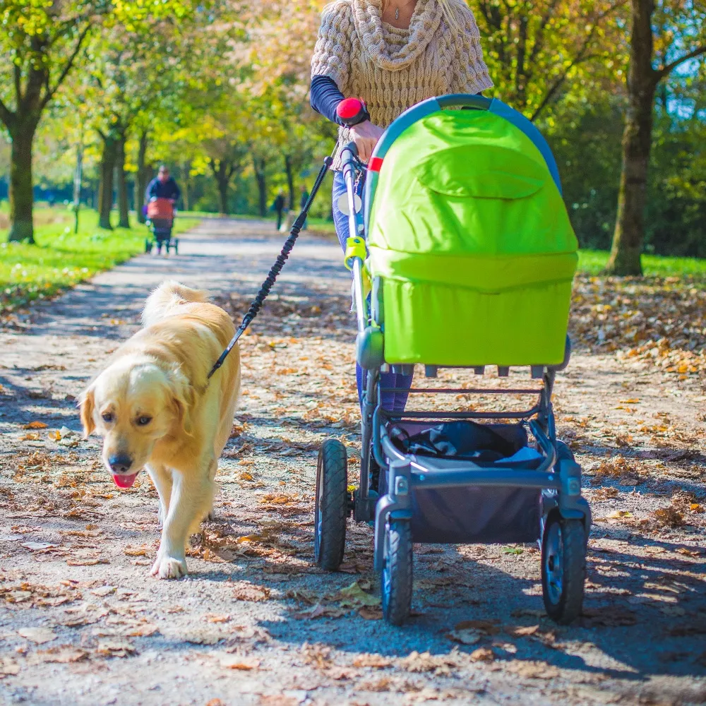 Bounty guide - dog leash