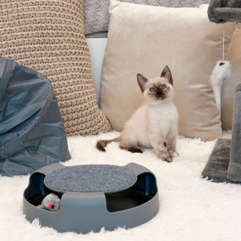 toy and cat scratcher