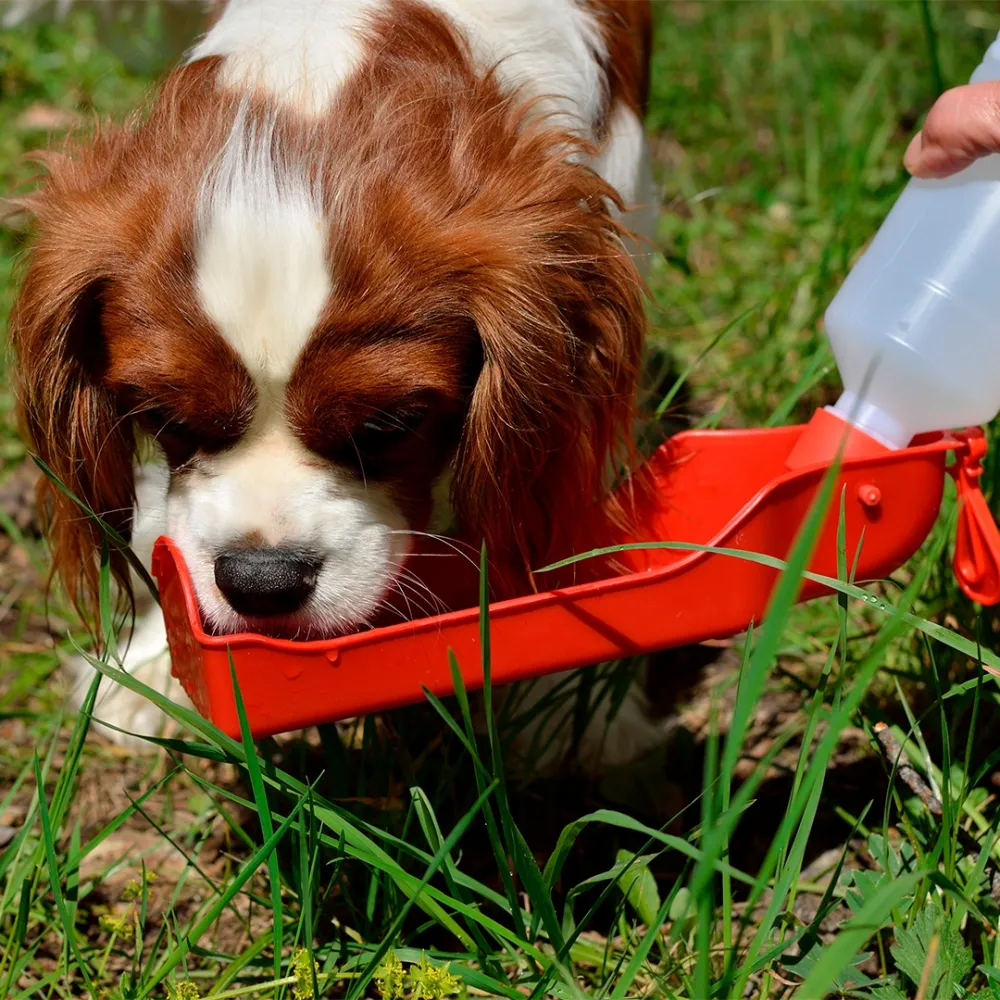 portable dog waterer