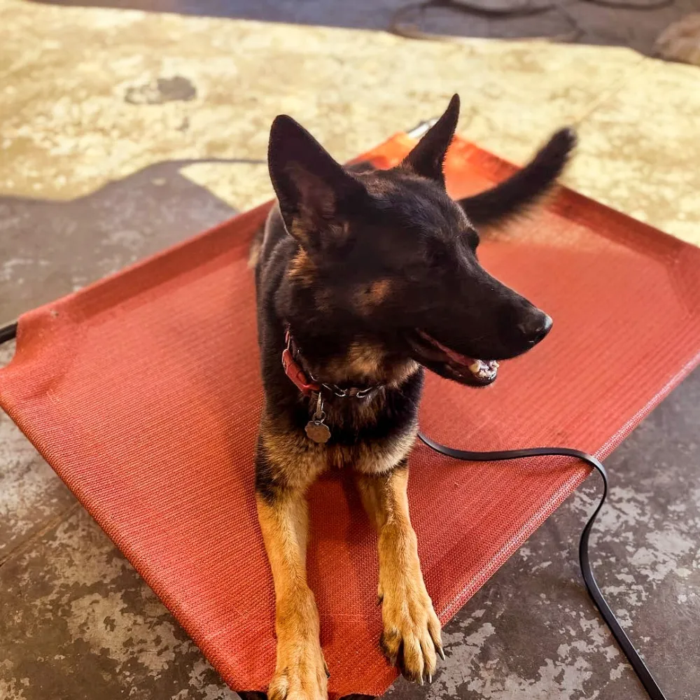 portable dog lounger