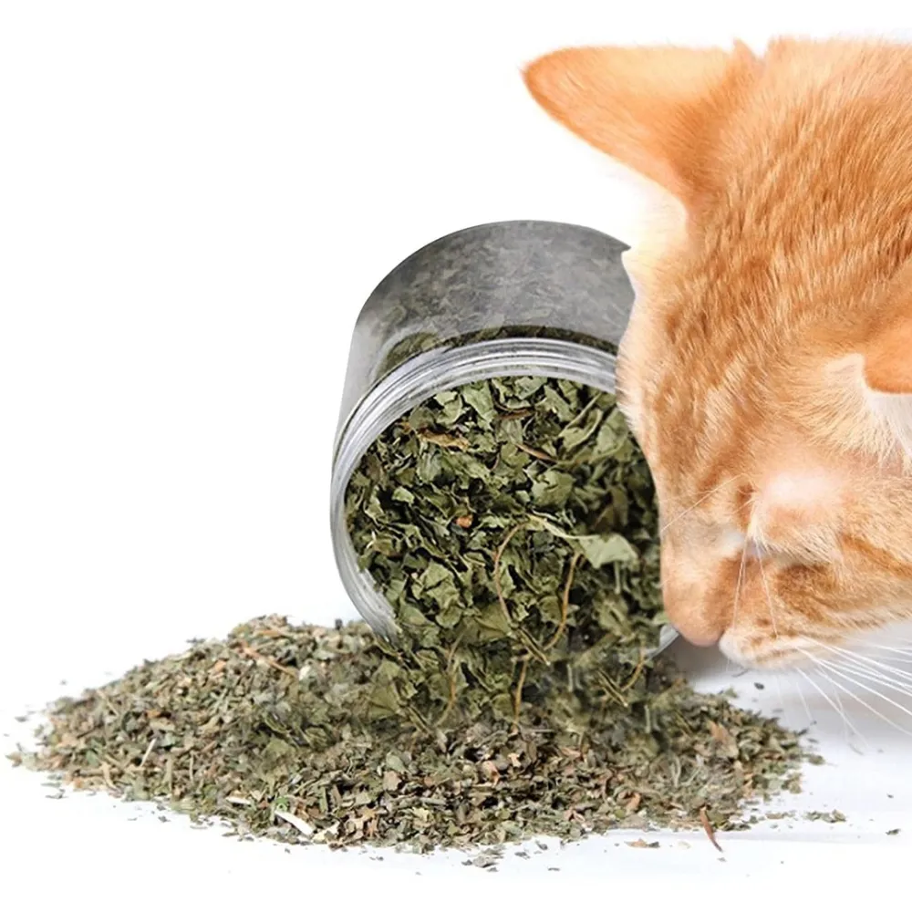 catnip attractive for cats