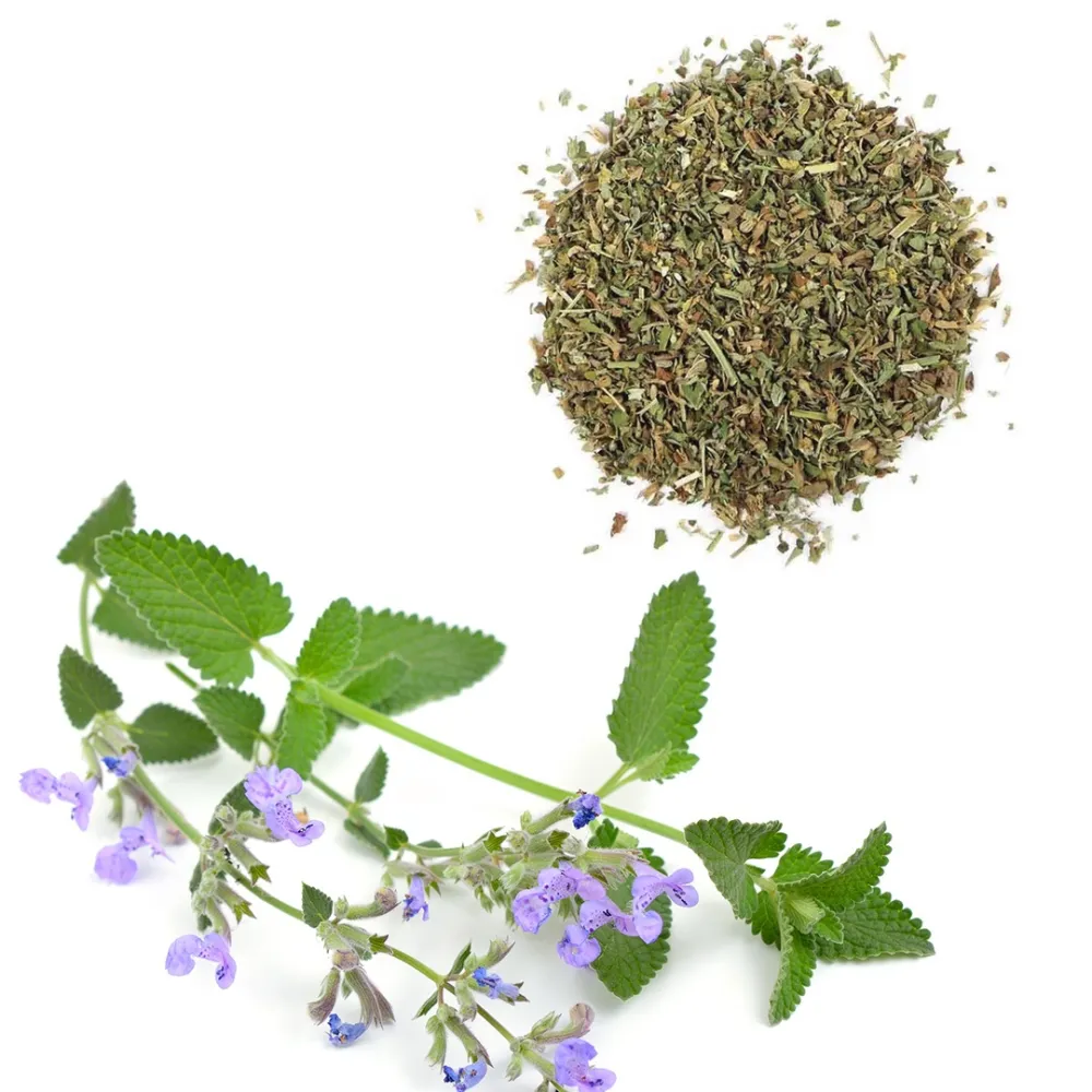catnip attractive for cats