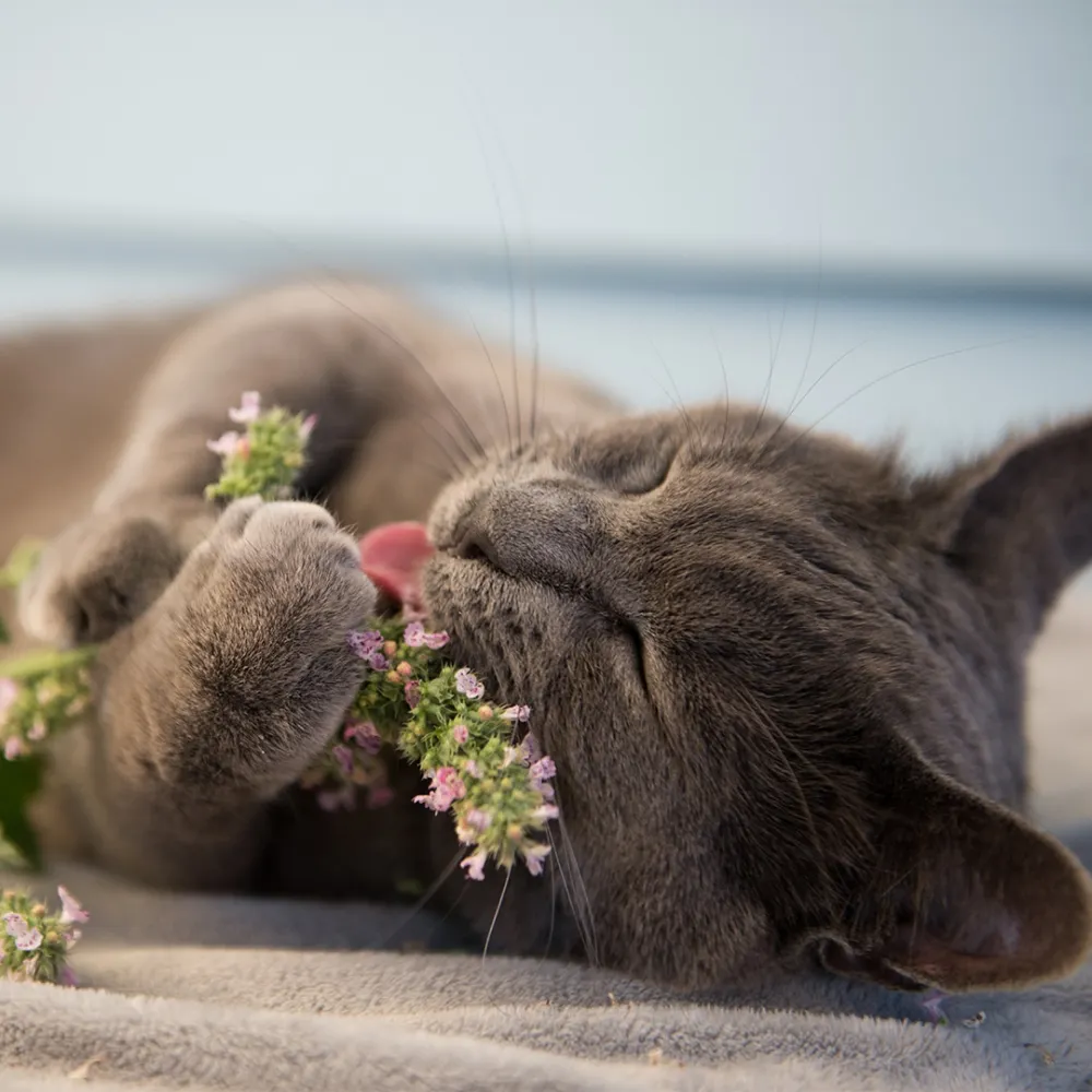 catnip attractive for cats