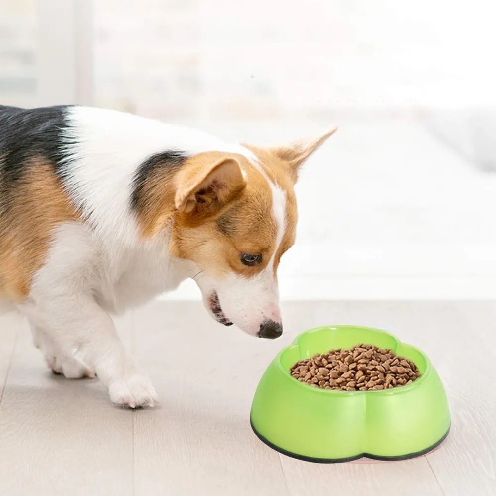 dog set - toys and accessories