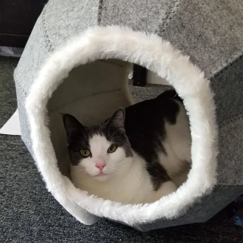 Κρεβάτι / μαξιλάρι ξεκούρασης για γάτες